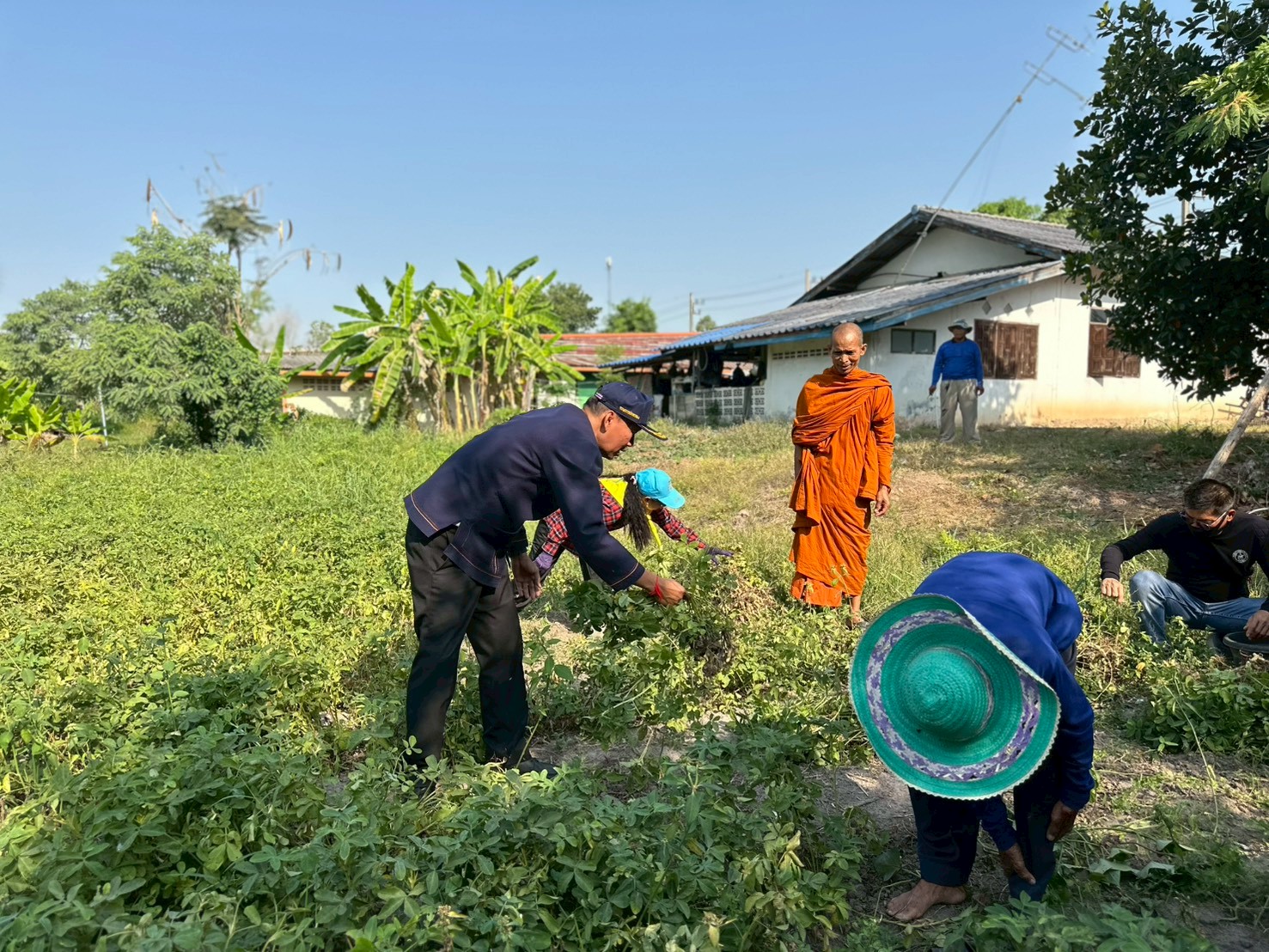 พช.ทรายทองวัฒนา ดำเนินกิจกรรมตามโครงการ วัด ประชา รัฐ สร้างสุข ร่วมแรง ร่วมใจ ร่วมถอนถั่วลิสงบุญ เตรียมแบ่งปันสู่ชุมชน