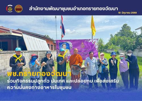 พช.ทรายทองวัฒนาร่วมกิจกรรมปลูกถั่ว มันเทศ และปล่อยกบ เพื่อส่งเสริมความมั่นคงทางอาหารในชุมชน